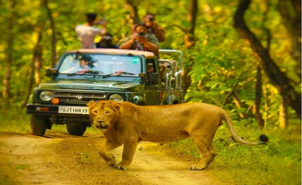 dwarka somnath sasan gir gujarat tour, gujarat Somnath Dwarka, Asiatic lions